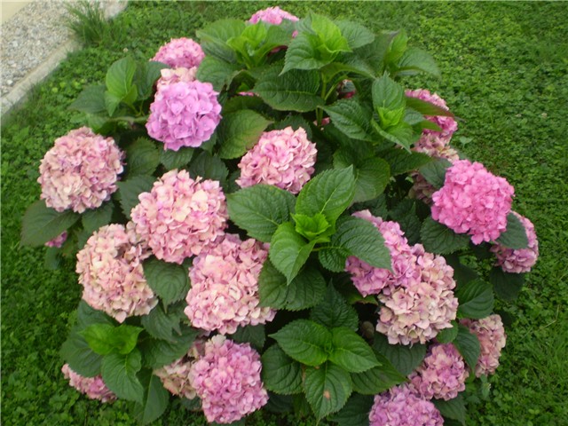 hortenzija